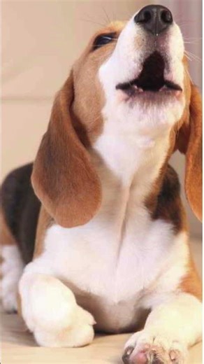 Cute Puppy Whining Sound Effect/Noise #puppy #sound #viral