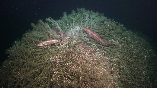 Nelle profondità del Pacifico sono stati scoperti decine di animali mai visti prima