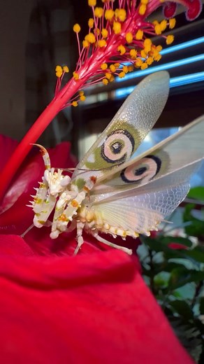 Colorful Spiny Flower Mantis and Other Fascinating Insects