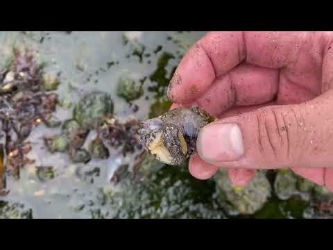 Collecting Seashells On The Shore | Coastal Foraging