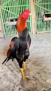 Chicken Lovers🐔✅ | Sudiro Saputro