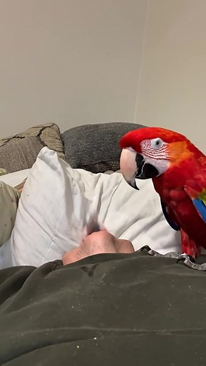 Watching tv with Matty bird is always an adventure. | Brad Harmon