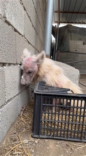 He was a breathing skeleton, chained to a wooden post inside a filthy sheep pen—surrounded by rot and neglect. His matted fur concealed the pain beneath, while a fractured leg dragged behind him, untreated and forgotten. With ribs visible through his skin, he stood in mud and feces, unable to escape the elements. When questioned, the owner simply shrugged and said, “He’s just a Samoyed.” What happened next will break your heart… 🐾❤️ 👉 Find out what happened next in the first comment 👇👇 #Aban