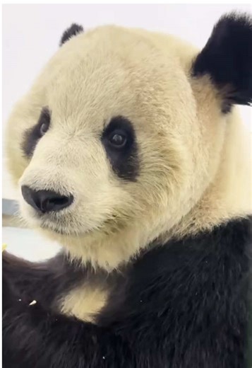 Cute Panda Eating Bamboos #panda #pandas #pandasoftiktok #mukbang #asmr