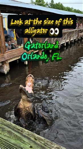 Look at the size of this alligator 👀 #gatorland #alligator #alligators #animalshow #orlando #florida