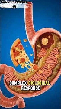 when you eat Pizza what happen in your body inside #shorts #3danimatin #humananotomy #aiscience