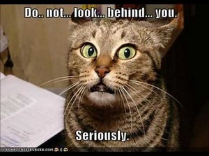 Lolcats Compilation