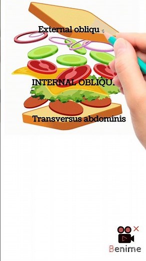 Internal oblique- Anatomy