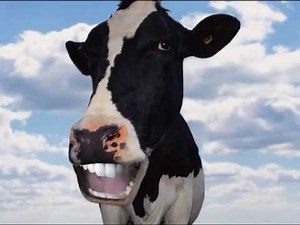 Vache qui chante