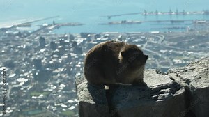hyrax sits on the rock in mountains near Cape Town. There is a bright sunny day and a wonderful landscape