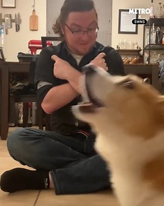 The cleverest of corgis 🐶 | Metro