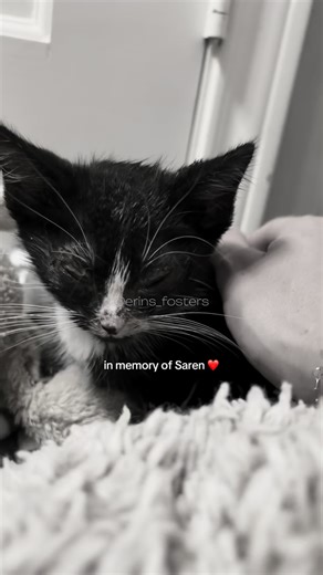 Erin Berger on Instagram: "Thankful for every single life I’ve had the honor of fostering so far this year ❤️ Most of them are in wonderful new homes with their families today, some are waiting for me across the rainbow bridge🌈 Thank you @rescuedpetsmovement for working tirelessly to save all of these lives too 🫶🏻 If you’re looking for a way to give back and make an impact, please consider fostering or adopting a shelter pet today 🙏🏻 Happy Thanksgiving everyone! Thank you for following alon