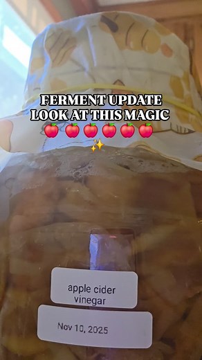 Day 9 of my homemade Apple Cider Vinegar—and look at that beautiful transformation! 🍎✨ Using local apples and a little patience, this batch is coming alive. Fermenting at home is easier than you think… and SO satisfying. Follow along to see how this turns out and learn to make your own! #ACV #AppleCiderVinegar #FermentationJourney #HomemadeVinegar #LocalApples #FermentingAtHome #KitchenCraft #SlowLivingCommunity #HomesteadKitchen #NaturalLiving #DIYFerments #FermentLife #FollowForMore | Jennife