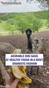 1.6M views · 10K reactions | She's a real drama queen  | Now I've Seen Everything | Facebook