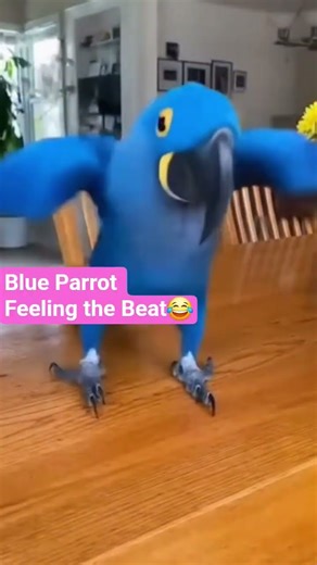 🦜Blue Parrot Dance Mode! 파란앵무새, 춤을 멈출 수 없다! Blue Parrot Feeling the Beat!🤣 #ParrotDance #bluebird