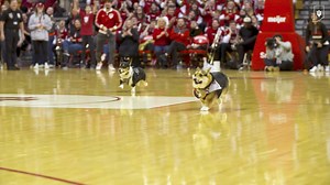 502K views · 26K reactions | On the search for the fastest corgi in Bloomington. On your mark. Get set. Go!  | Indiana University Athletics | Facebook