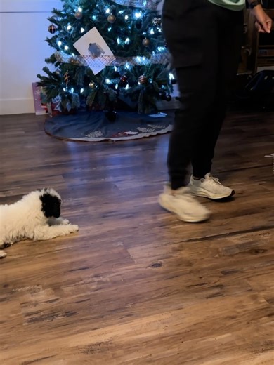 Phoenix Sheepadoodle puppies on Reels
