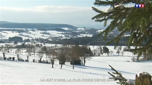 On a connu de très fortes gelées dimanche soir. Les températures n’étaient jamais tombées aussi bas pour une nuit d’avril depuis 1947. | TF1 INFO