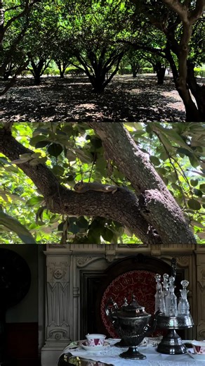 Exploring Aesthetic Elements in The Star Diary