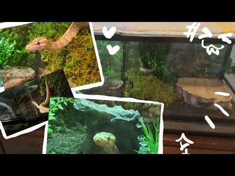 Unboxing our first ball python !! ~☆