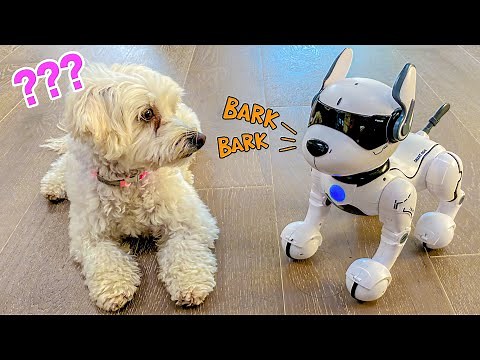 PUPPY MEETS ROBOT DOG!!