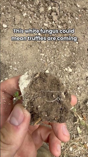 Early Signs Of A Truffle Forming