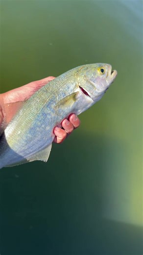 Fishing Day in Perth: A Swan Adventure