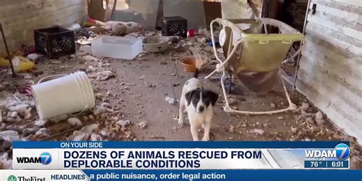 Hattiesburg animal shelters helped rescue dozens of dogs from Lucedale