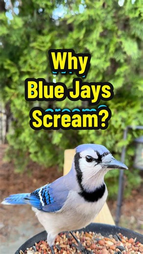 Understanding Why Blue Jays Scream