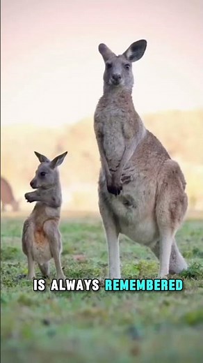 Why Australia Chose The Kangaroo As Its Symbol