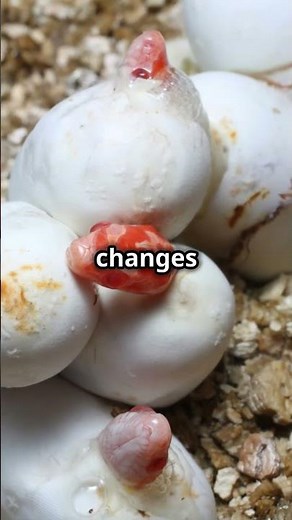 The Science of Why Some Snakes Give Birth Instead of Laying Eggs #biology #reproduction #facts