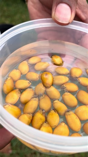 Tips for Choosing High-Quality Seeds