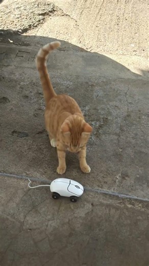 Coffee, Meets a Tiny Mouse Robot 🤖🐱