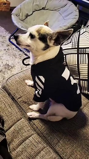 20K views · 474 reactions | #foryoupage #viral #dog #funny | Manchas | Facebook