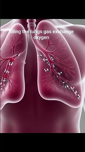 "The Respiratory Cycle"