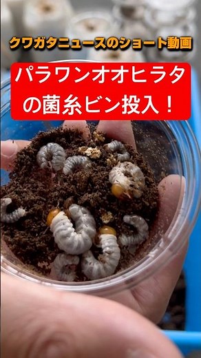 【パラワンオオヒラタ】菌糸ビン投入の時期は？#クワガタ #飼育 #パラワンオオヒラタ #スマトラオオヒラタ