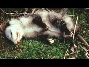 A Wilder View: The science behind “playing possum”