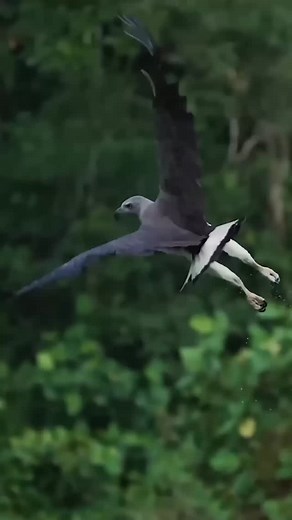 Wild Nature of Earth: Life in Its Pristine Beauty 📜 Description: Feel the heartbeat of our planet 🌿🦁 This short video captures the wonder of wild nature — majestic animals, birds of prey, and rare species revealing the true harmony of life on Earth. 🌍✨ #WildNature #Animals #Birds #Nature #Wildlife #Earth #InstaVideo #InstaNature | Tatyana Tanya