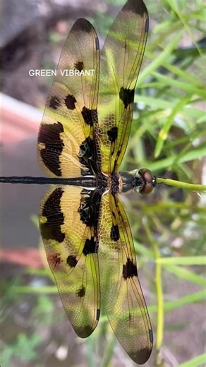 Common picture wing dragonfly wings have golden yellow & black markings patterns | #shorts
