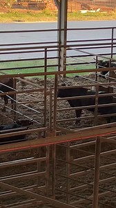 13K views · 78 reactions | Come see us Saturday morning. Sale starts at 10:00. Lots of fresh ropers, bred cows, and pairs. | Texas Cattle Exchange Livestock Auction | Facebook