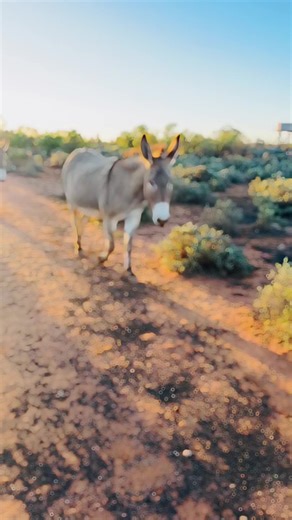 #fyp #fypage #foryoupage #sunsets #camels