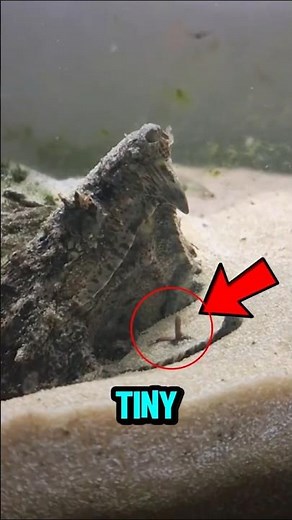 This Turtle Uses Its Tongue as a Fishing Lure 😱 #shorts