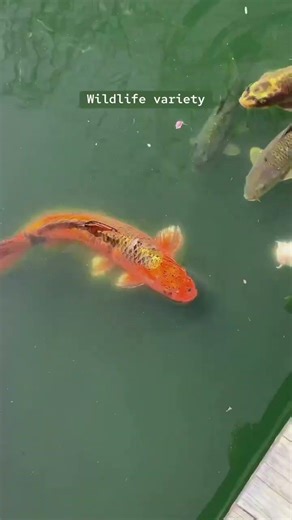 Huntington Botanical Gardens, San Marino, California