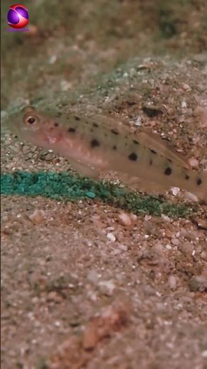 Pistol Shrimp And Goby Have A MIND-BLOWING Mutualism