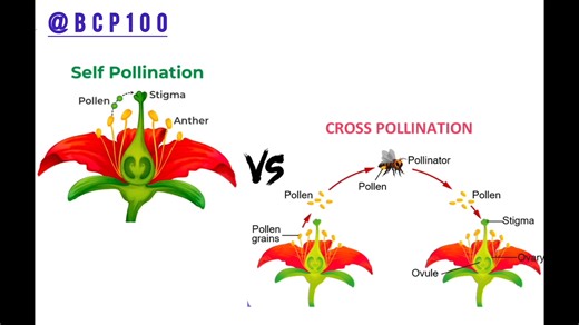 7.8K views · 142 reactions | Pollination and it's types #fblifestyle #education #chemistrylovers #LearningMadeSimple #floweringplants #botanylovers #viralreelschallenge2025viralreelschallengejaiviralreelschallengeviralreelschallenge | Biology Physics Chemistry | Facebook