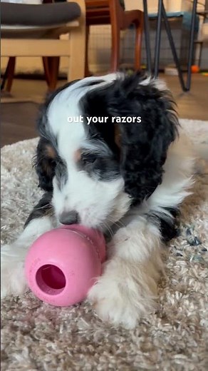 How to groom a mini bernedoodle!