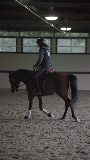 New Client Horse Boomer's Amazing Settling Journey