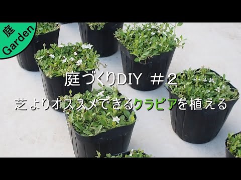How to plant ground cover plants recommended from turf
