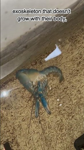 What Is Molting? (ARC Crayfish) #crayfish