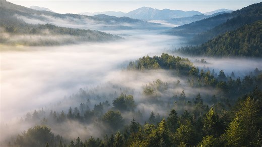 A forest that disappears every morning